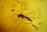 Fossil Moth fly (Psychodidiae) & Flies (Diptera) In Baltic Amber #207535-2
